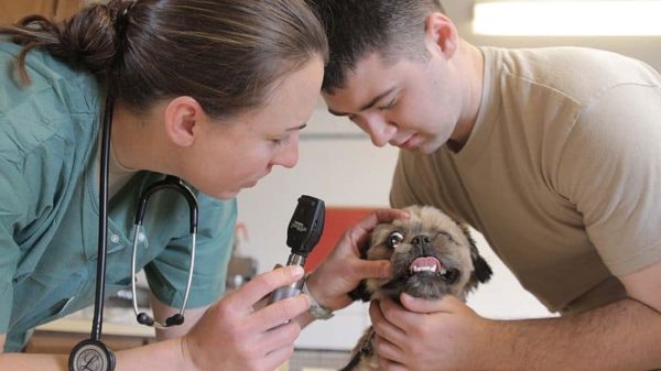 top veterinary schools